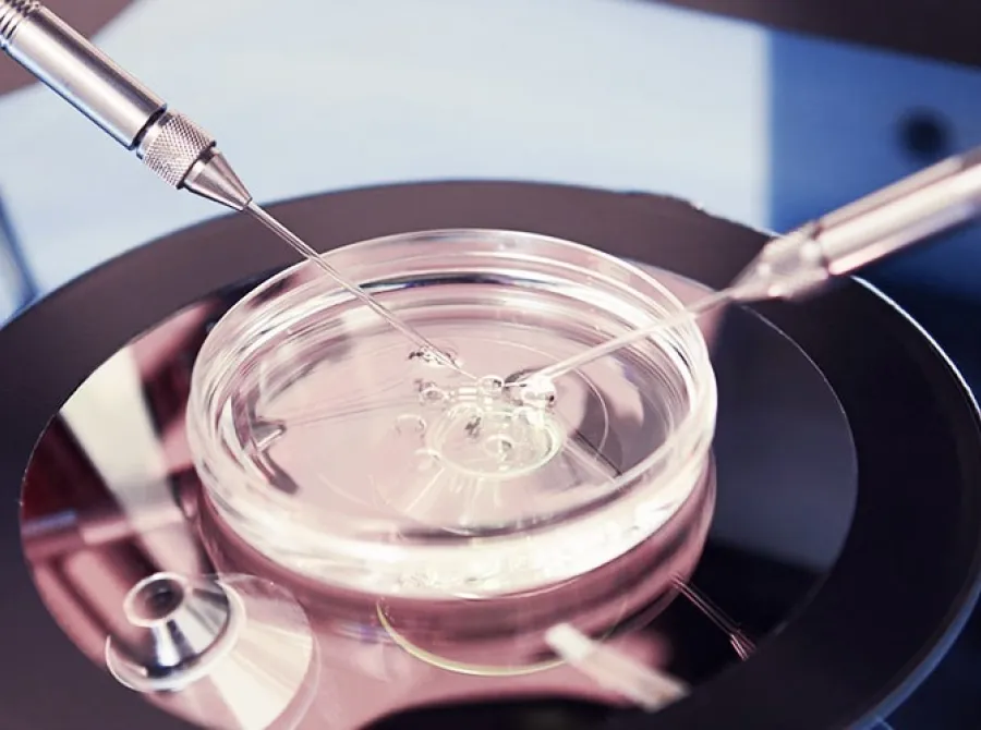Fertilização in vitro: como funciona o procedimento que tem ajudado milhares de famílias a realizar o sonho da gravidez