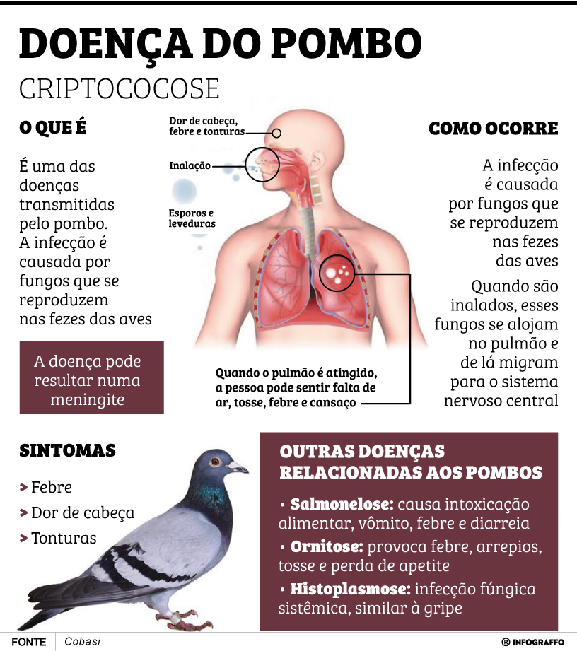 Infográfico do Dia