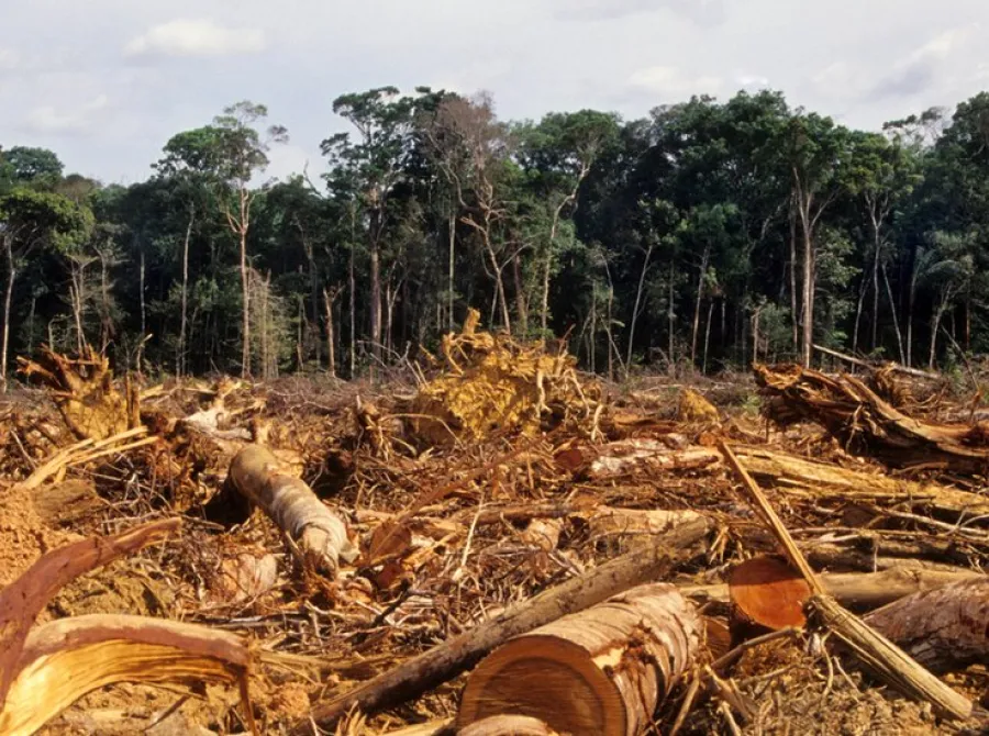 Crise ambiental intensifica alertas e mobiliza ações no Brasil