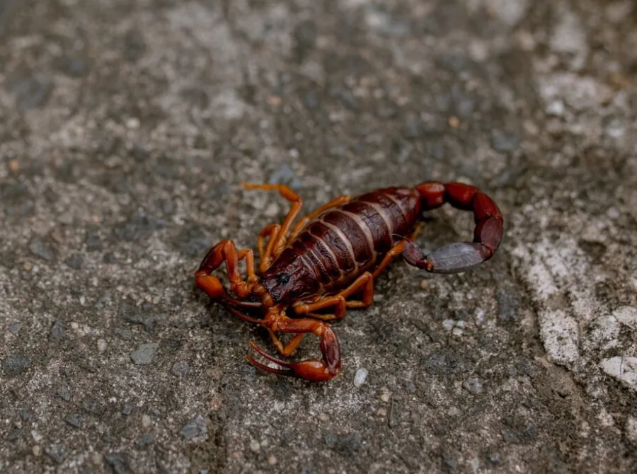 Acidentes com escorpião aumentam no calor e exigem atenção da população