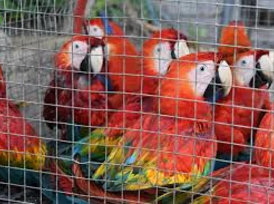 Tráfico de animais silvestres: um crime lucrativo e pouco punido no Brasil
