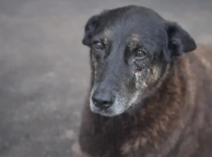 Especialista fala sobre possíveis punições aos adolescentes que mataram o cão Orelha em SC