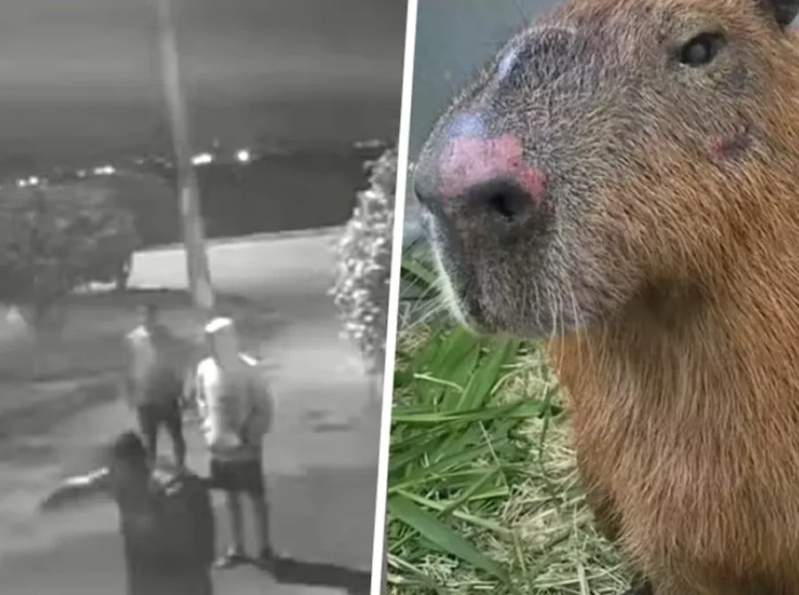 Grupo que agrediu capivara no Rio é denunciado por maus-tratos com emprego de crueldade