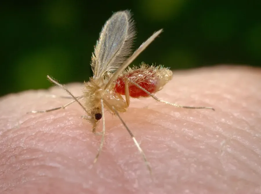 Leishmaniose exige atenção: doença transmitida por mosquito pode atingir humanos e cães